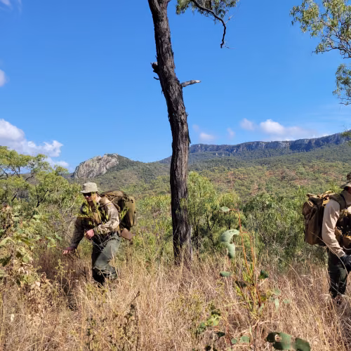 Queensland Remote Area Tracking team searching bushland